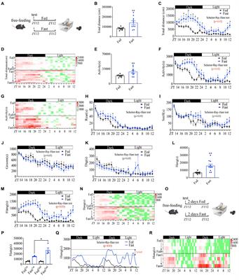 Energy deficiency promotes rhythmic foraging behavior by activating neurons in paraventricular hypothalamic nucleus